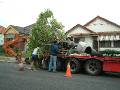 Moving big plant